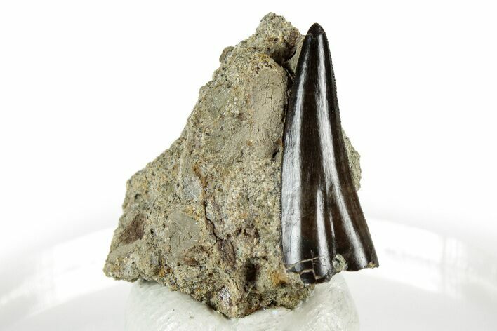 Serrated, Fossil Theropod (Richardoestesia) Tooth in Situ #356986